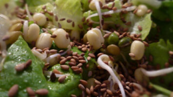 Insalata tricolore con germogli