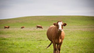 Quanti animali salva un vegano?