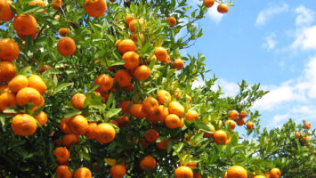 menu crudista dicembre a base di arance