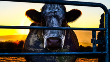 Cowspiracy documentario dvd