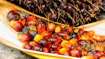 olio di palma e salute come si produce