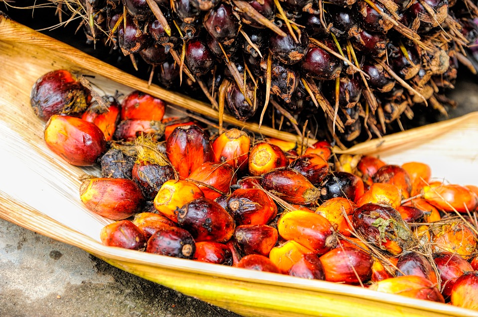 olio di palma e salute come si produce