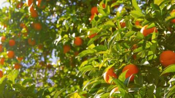 arancia proprietà e benefici